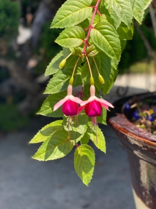 Spring Flower Pictures taken by Dr. Kinaly.  Reflections on Covid-19, a meditation on nature