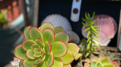 Spring Photo taken by Dr. Kinaly Photo