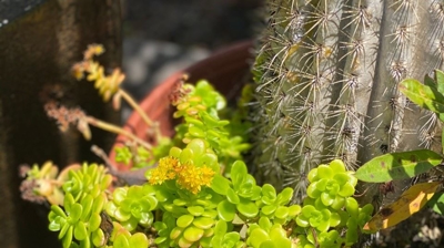 Spring Photo taken by Dr. Kinaly Photo