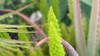 Spring Photo taken by Dr. Kinaly Photo