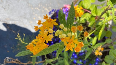 Spring Photo taken by Dr. Kinaly Photo