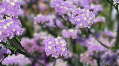 Spring Photo taken by Dr. Kinaly Photo