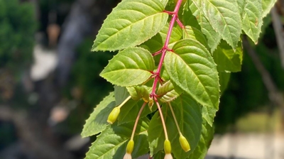 Spring Photo taken by Dr. Kinaly Photo