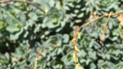 Spring Photo taken by Dr. Kinaly Photo